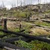 D'Zerstéierung vun de Bëscher hëlt weider zou