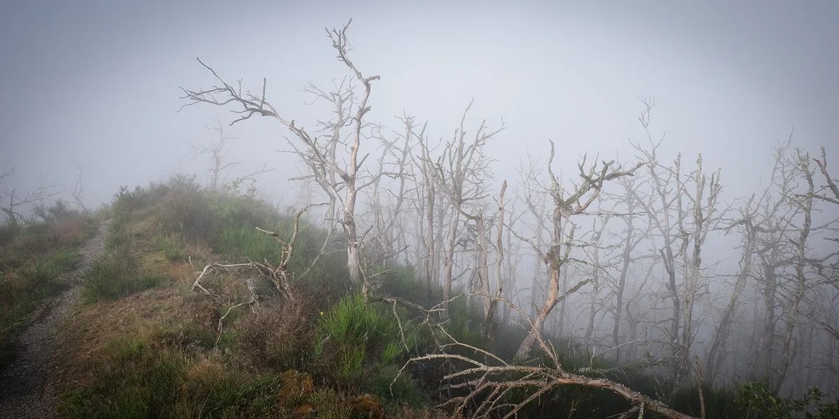 Fënnef Joer ass et hier, datt an engem dréchne Summer zu Schlënnermanescht zéng Hektar Bësch an Hecke verbrannt waren. | © Joé Birchen