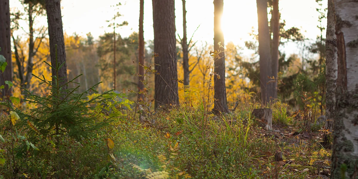 Kënne mir de Wiessel vun Dag op Nuecht héieren? | © Unsplash / _K8_