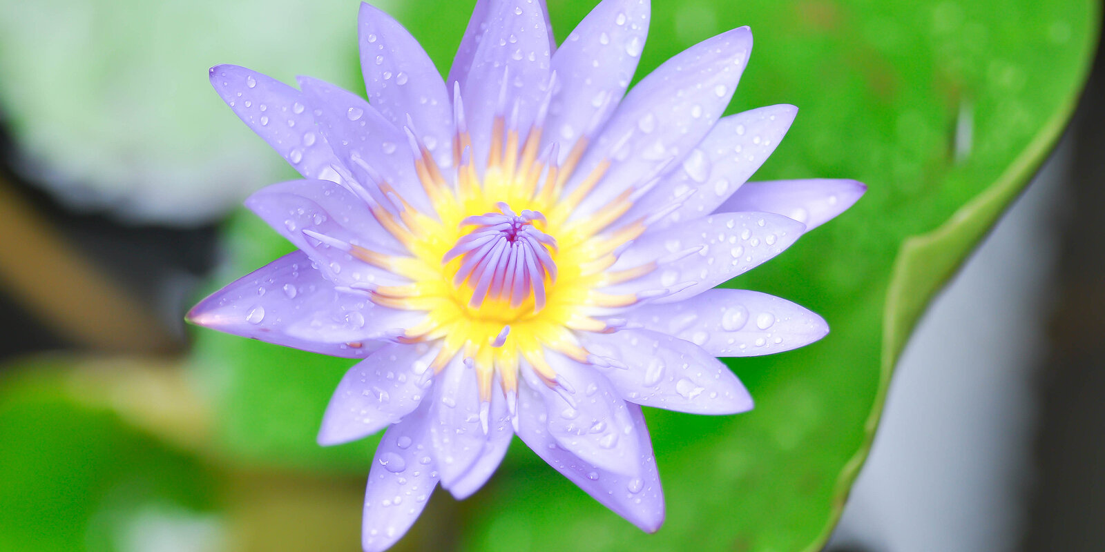 Kleeder a Lotusblummen