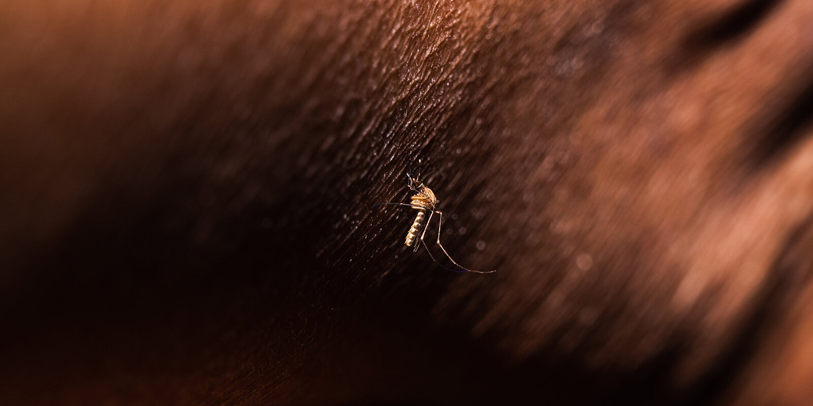Malaria | © picture alliance / NurPhoto | Soumyabrata Roy