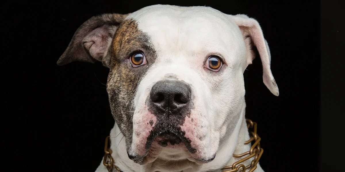 Groussbritannie verbitt Bulldoggen American Bully XL | © picture alliance / PantherMedia | Svetlana Mandrikova