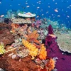 De Great Barrier Reef ass erëm akut a Gefor