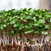 Microgreens a Sprossen: eng Extra-Portioun Vitaminnen a Mineralien