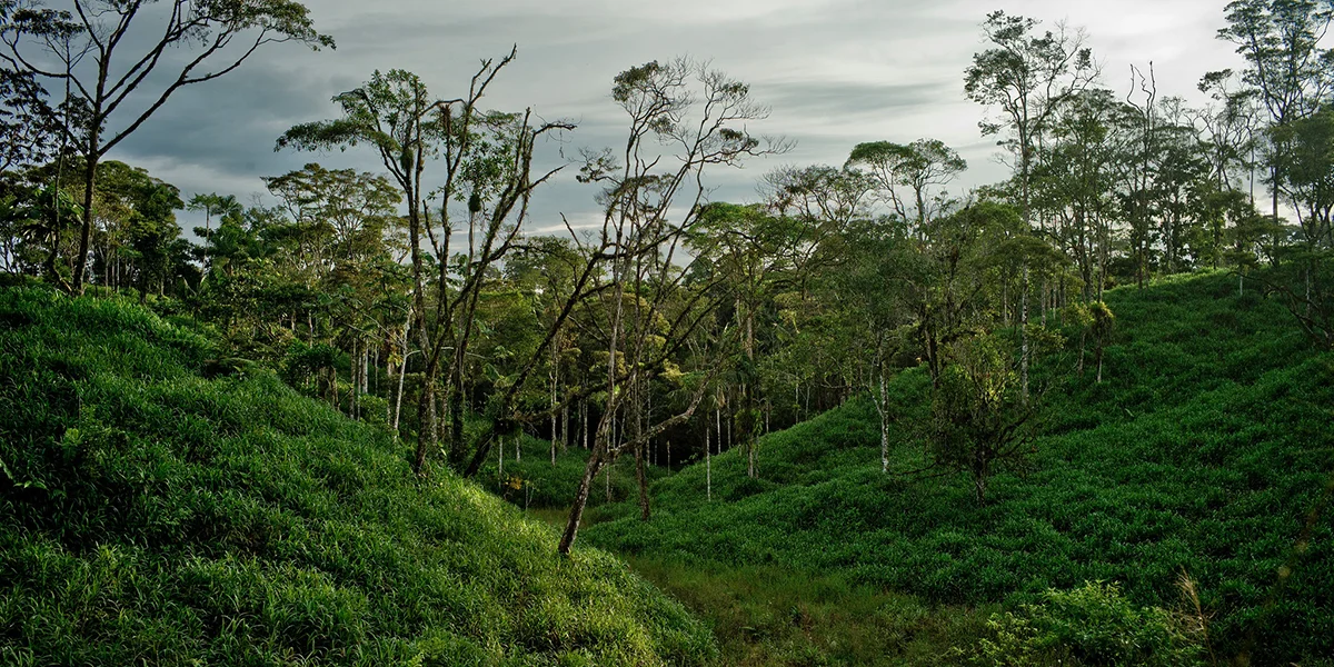 Brasilien: 130 Milliounen Euro fir géint d'Deforestatioun a Bëschbränn virzegoen | © CIFOR-ICRAF / Flickr