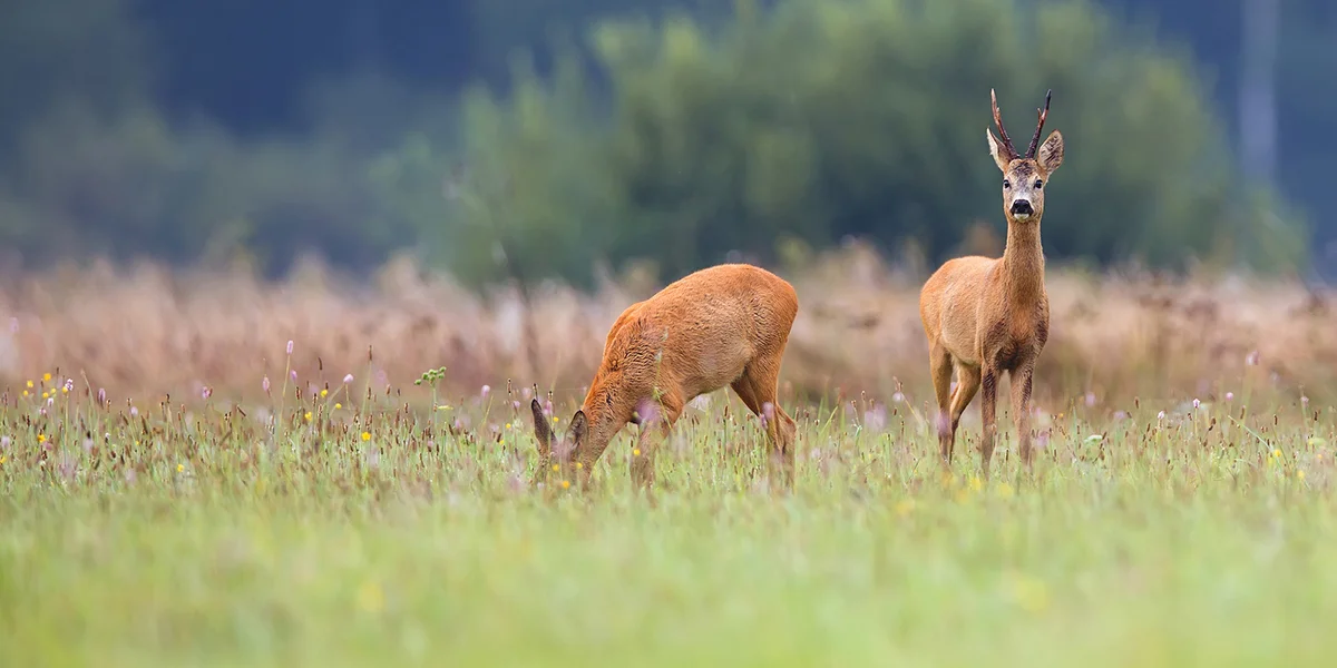 Wëld aus Neiséiland: FSC fuerdert, datt d'Originn méi kloer gemaach gëtt | © Bigstock