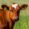 Vullegripp H5N1: Risiko vun neier Pandemie? | © Bigstock