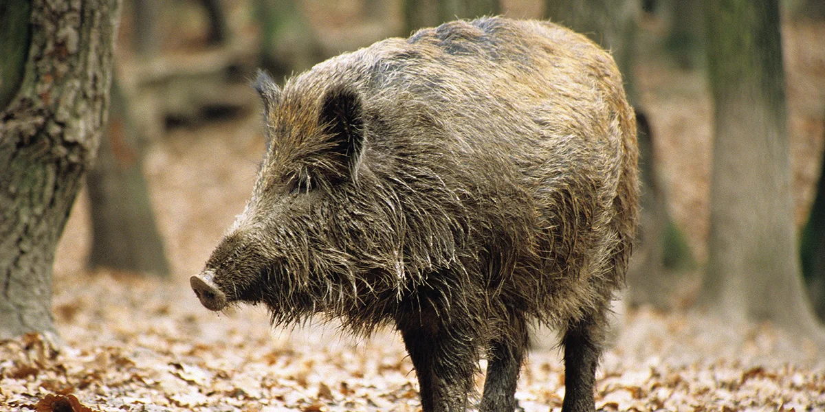Zwee Fäll vu Schwéngspescht a Spuenien nogewisen