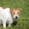 Eng éischt stiermesch Situatioun? | © Bigstock / Reddogs