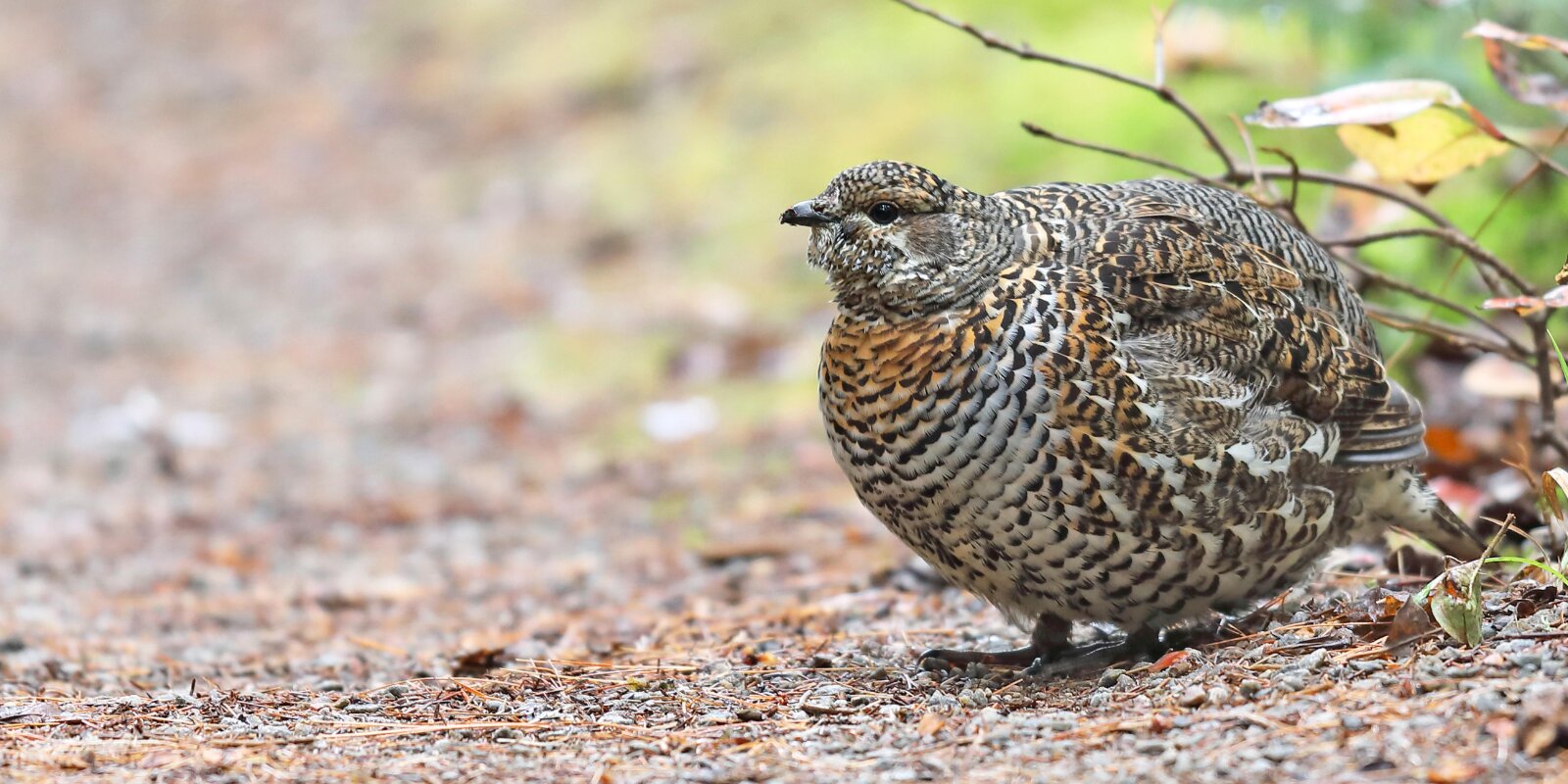 D‘Fiichtgebitt Schlammwiss Brill | © picture alliance / blickwinkel/M. Woike | M. Woike