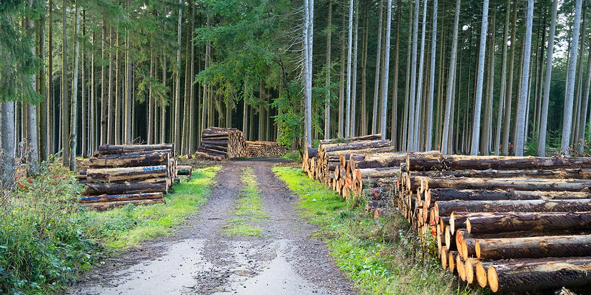 EU-Parlament stëmmt fir Verlängerung an Entschäerfung vu Bësch-Gesetz | © picture alliance / Zoonar | Berit Kessler