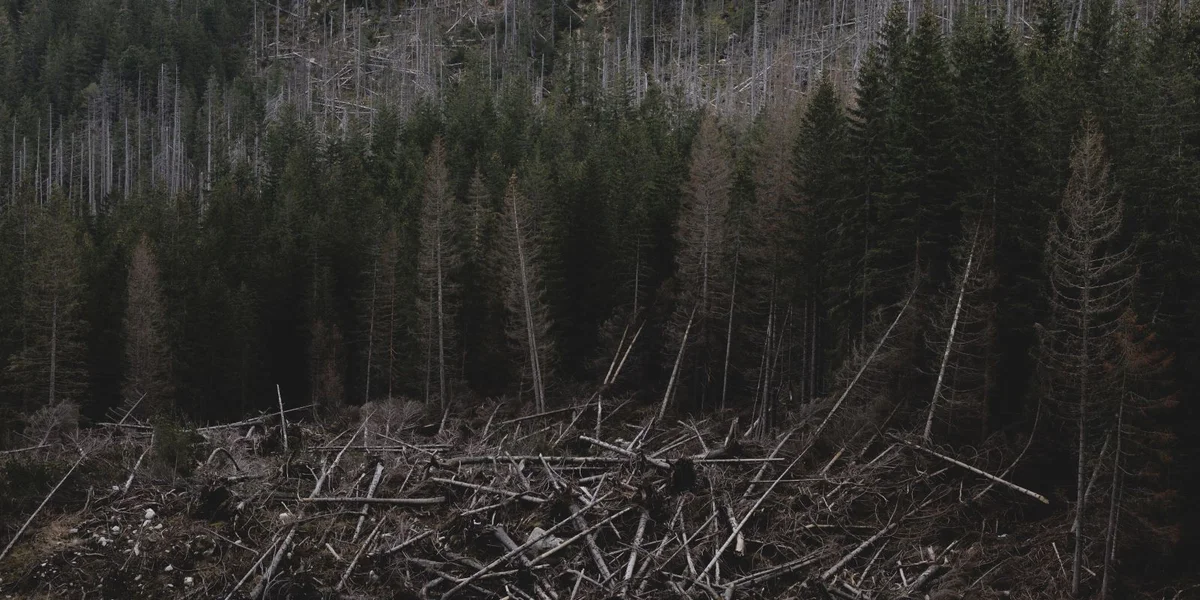 © picture alliance / photothek.de | Florian Gaertner