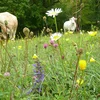 © Marc Thiel Landwirtschaft a Naturschutz, geet dat? | © Marc Thiel