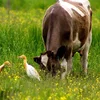 Landwirtschaft a Biodiversitéit | © Bigstock