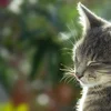 Eis Hauskazen an d’Biodiversitéit: dee richtegen Equiliber fannen” | © Bigstock / Yulia