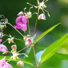 Neophyten | © Bigstock / pasiphae