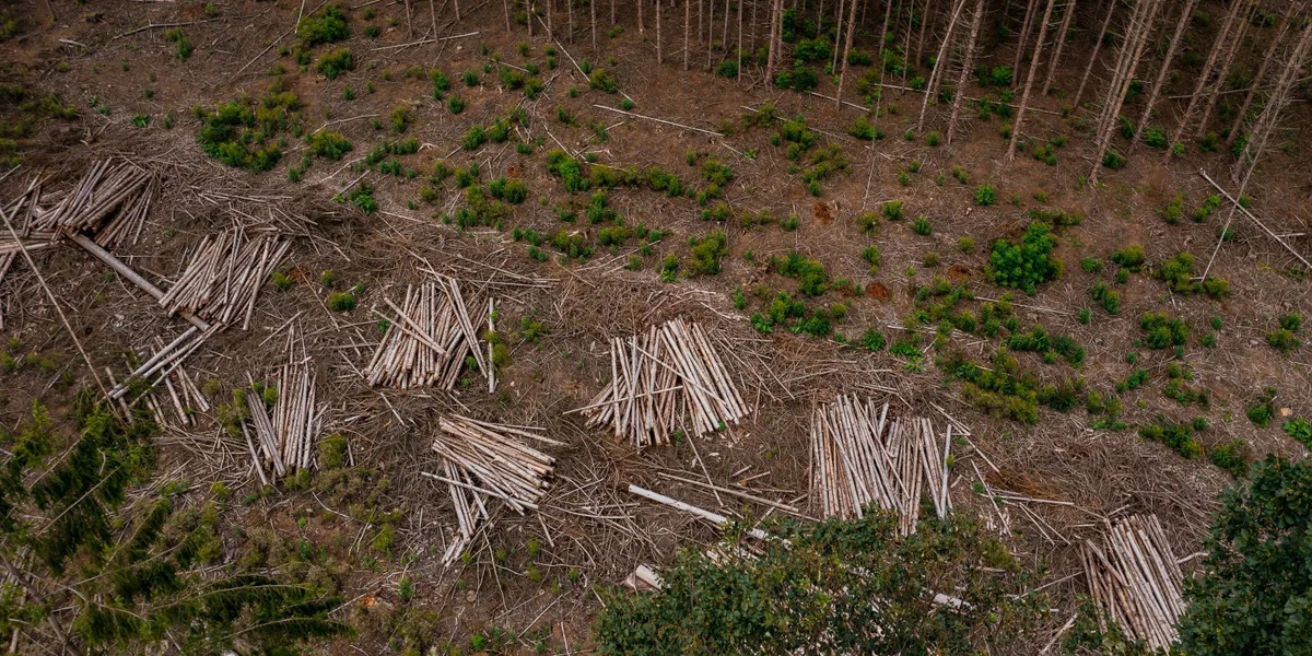 Deforestatiounsreglement: WWF huet net mat esou enger "Attack" vu Lëtzebuerg gerechent  | © Adobe Stock