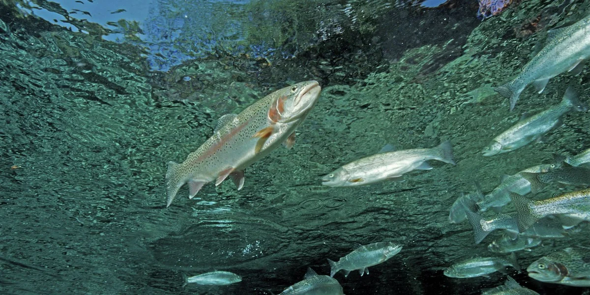 Regenbogenforelle, Oncorhynchus mykiss | © picture alliance / imageBROKER | Reinhard Dirscherl