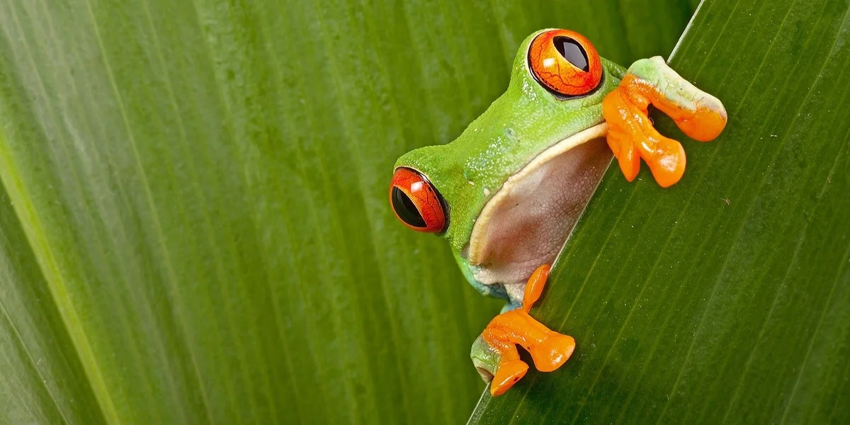 Mexiko, Guatemala a Belize wëlle 6 Milliounen Hektar Reebësch schützen | © Bigstock