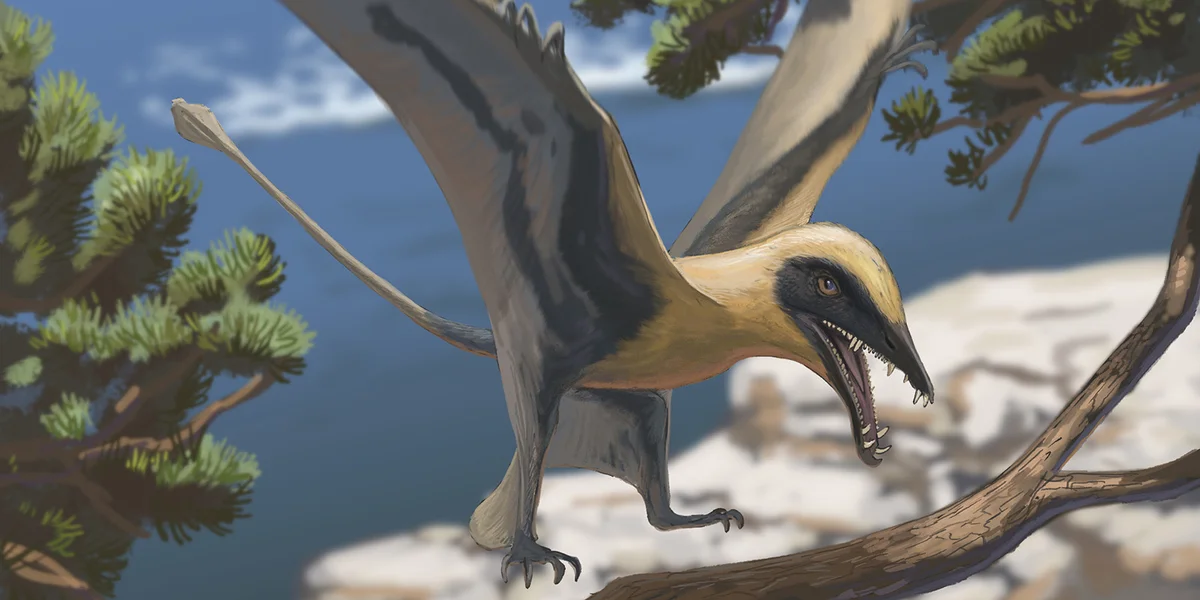 Eng Rekonstruktioun vum Eudimorphodon | © Joschua Knüppe