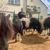 Reitpedagogik: Méi wéi nëmme Ponyreiden