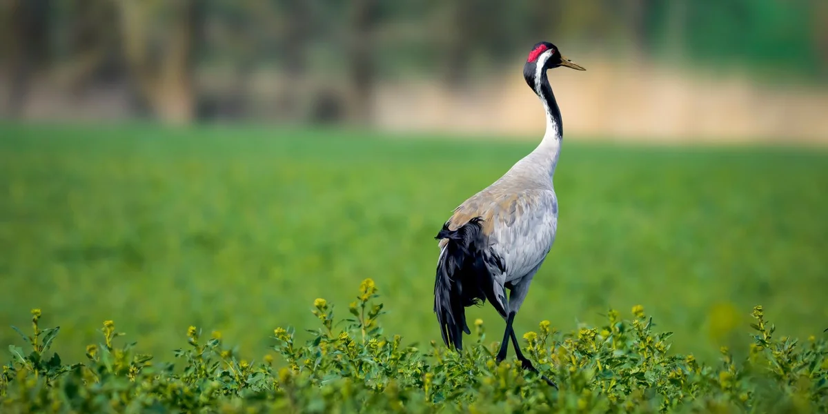ALVA mellt zwee Fäll vun der Vullegripp zu Lëtzebuerg | © Adobe Stock