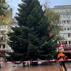 De Chrëschtbam op der Plëss kënnt vu Schëffleng