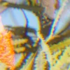 E-Lodie