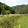 Uferrandsträifen an Hochstaudenfluren