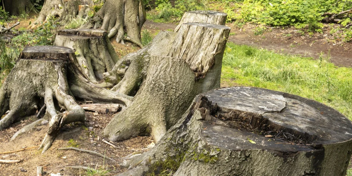 Deforestatioun: EU-Memberlänner fir Verleeën vum Reglement | © picture alliance / imageBROKER | Ulrich Rosenschild