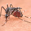 Europa Muer: Kënne mir d’Konsequenze vum Klimachangement op d’Gesondheet maîtriséieren?