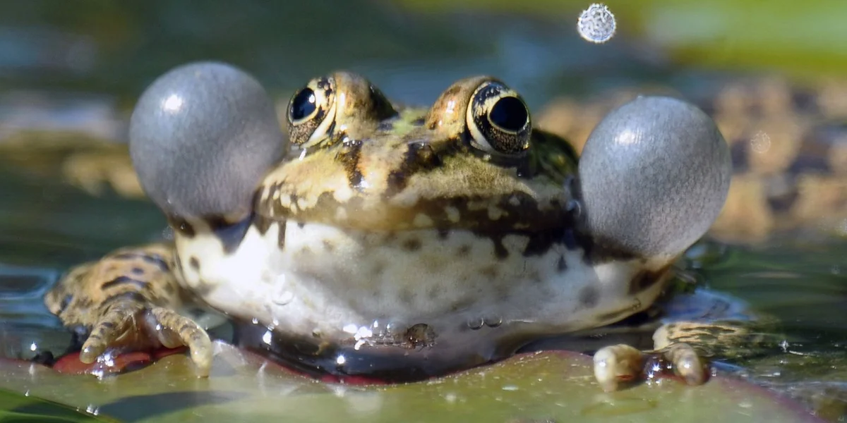 Fräschenhame komme vum Waasserfräsch. | © EPA/RONALD WITTEK