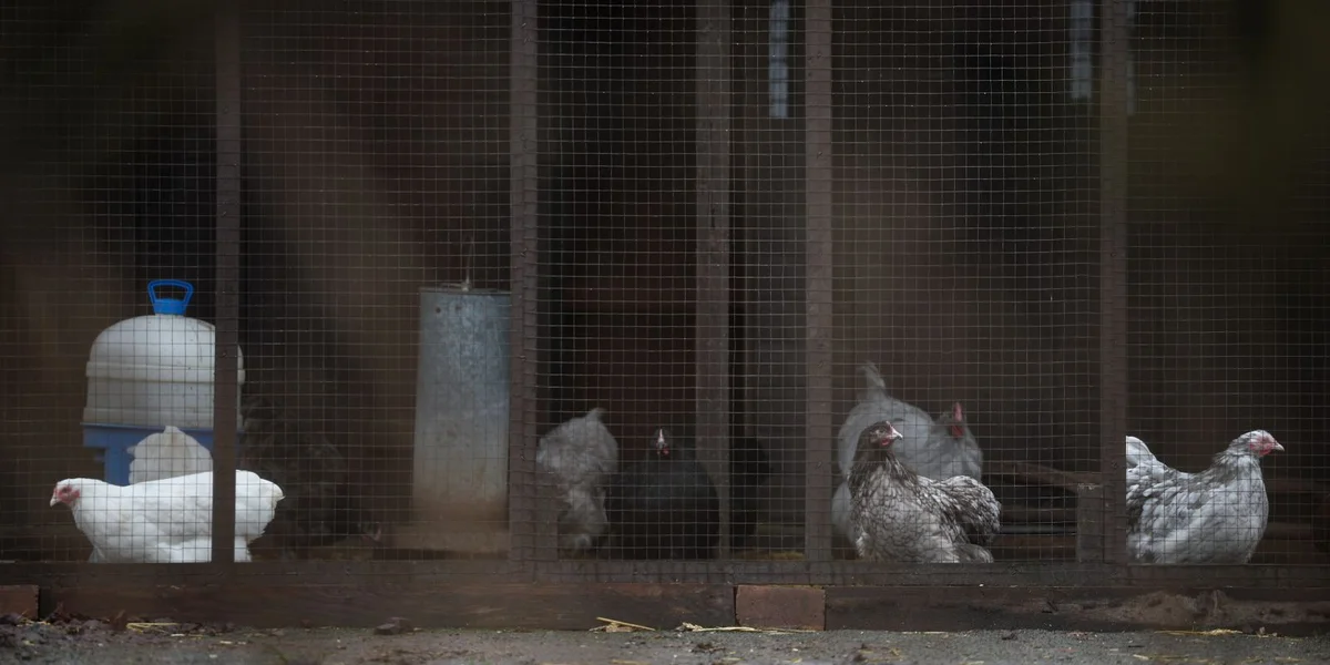 Vullegripp: Gréisste Risiko kënnt vum Gefligel an de Bauerebetriber | © EPA/ADAM VAUGHAN