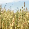 Schnéi gëtt méi warscheinlech | © Bigstock