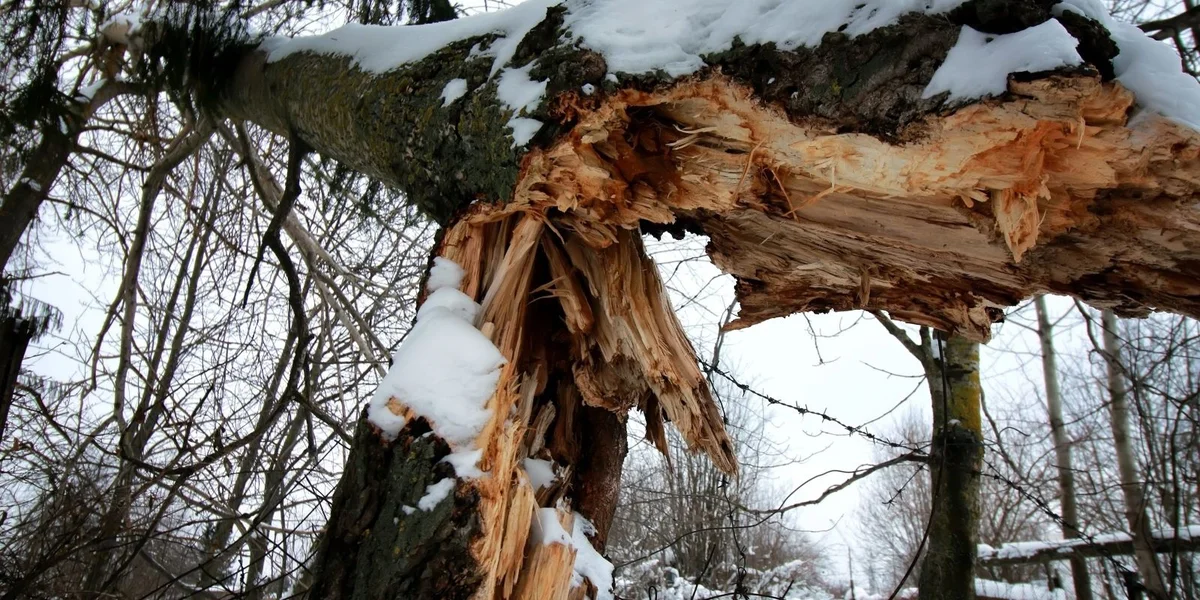 Stuermdéif Goretti suergt fir Beem op de Stroossen a Stroumausfall zu Sandweiler | © Adobe Stock