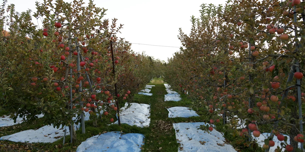 Debatt rondrëm Europäesch Etüd: Wéi sécher ass et, an e Lëtzebuerger Apel ze bäissen?  | © EPA/FRANCK ROBICHON