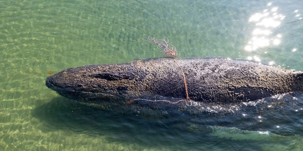 Experte roden dovun of de Bockelwal "Timmi" ze biergen | © EPA/SEA SHEPHERD GERMANY