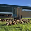 Net nëmme wéinst Ouschtere stinn d'Eeërproduzenten ënner Drock | © Lynn Jemming