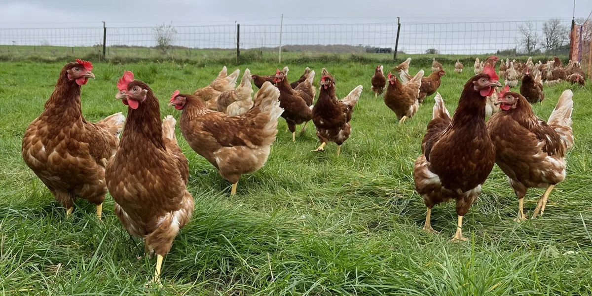 De Koler Hingerhaff  | © Lynn Jemming