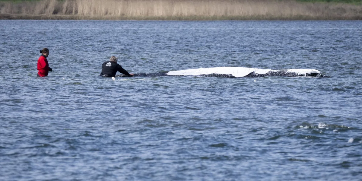 Rettungsaktioun gegléckt: Buckelwal fräi an der Nordsee | © picture alliance/dpa | Philip Dulian