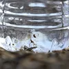 Éiwegkeetschemikalië PFAS och am Mineralwaasser, mee net am Drénkwaasser ze fannen | © picture alliance / NurPhoto | Bastiaan Slabbers