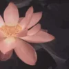 "La nature d'Edward Steichen" op de renomméierte Rencontres de la Photo zu