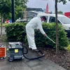 Eichenprozessionsspinner: Mat Otemschutzmask a Staubsauger géint déi geféierlech Raup | © Diane Lecorsais