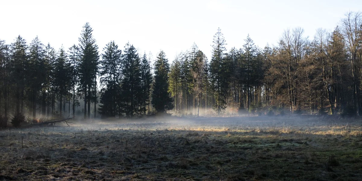3.000 Hektar Mouer: Wat huet dee Biotop an den Hautes Fagnes esou speziell gemaach?  | © picture alliance / pressefoto Mika Volkmann | Mika Volkmann