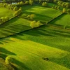 Hecken a Beem an eiser Landschaft : Méi wéi just en Eyecatcher | © Bigstock
