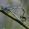 Libellen: d’Helikopter ënner den Insekten | © SIAS