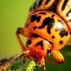 Virstellung vum Harespels-Pixi-Buch an der Ziel mat!-Aktioun | © Bigstock
