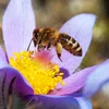Wéngerten: Liewensraum fir eis Bestëbser | © Bigstock