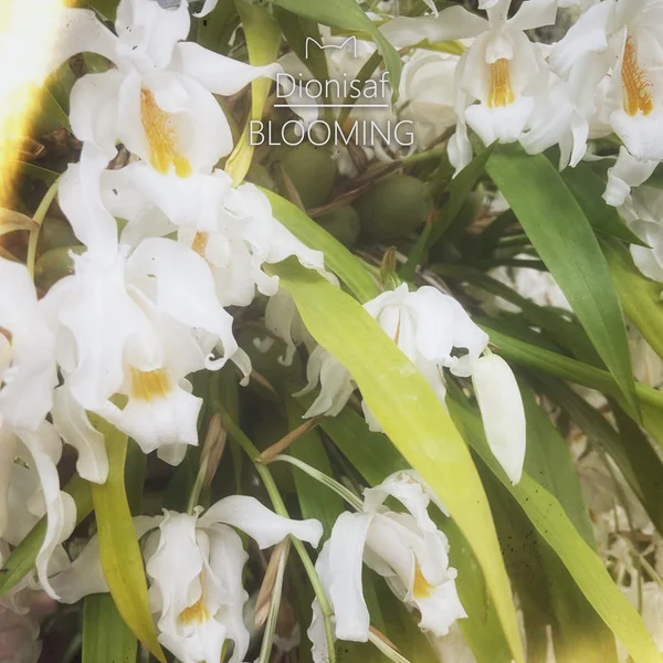 Blooming (Interludio)