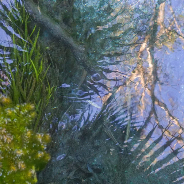 Coral Seas